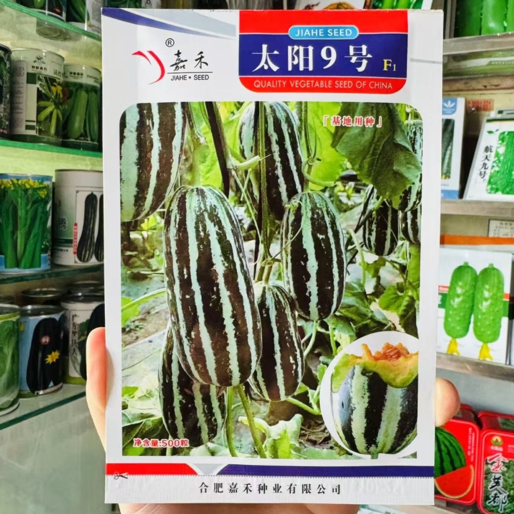 太阳9号甜瓜种子农家春播薄皮杂交酥脆香甜瓜种籽花皮瓜种孑