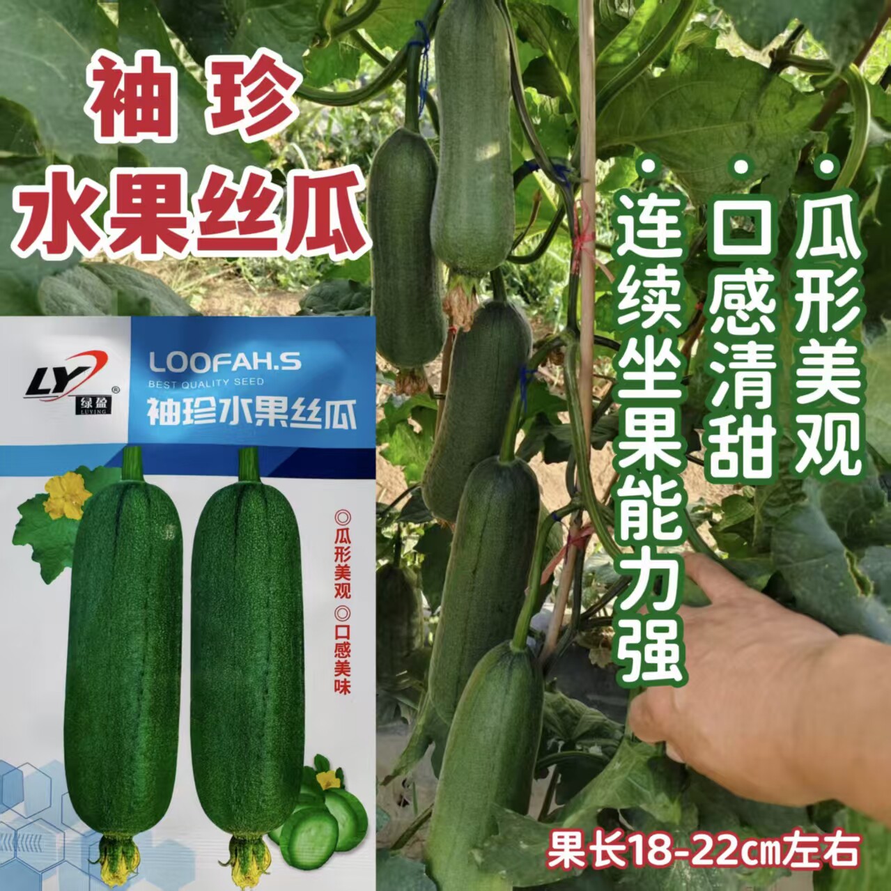 袖珍水果丝瓜种子杂交一代中熟水果丝瓜种子清甜翠绿短棒丝瓜种子