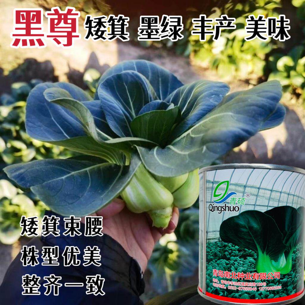 矮箕束腰苏州青种籽黑尊黑叶苏州市种子基部肥厚矮脚油菜种孑