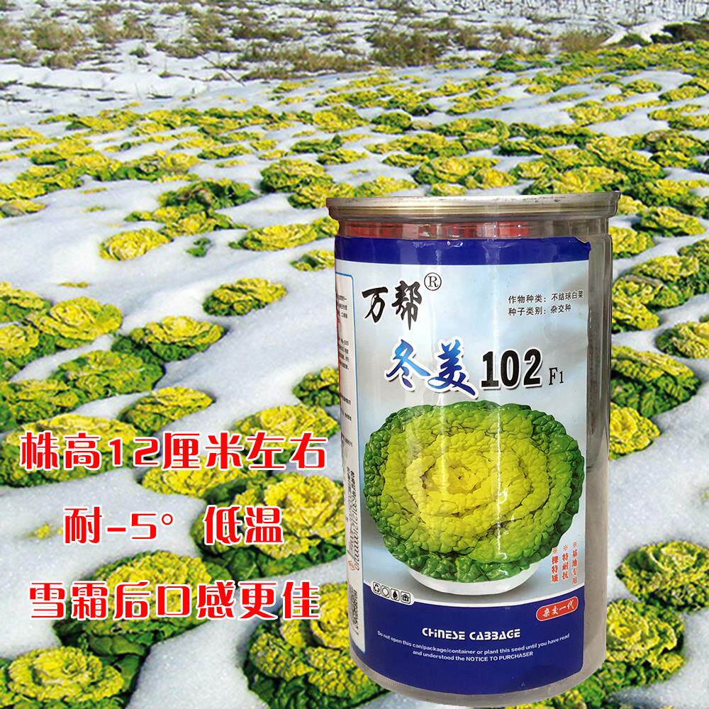冬美102黄心乌种子耐寒乌塌菜冬美菊花心菜大白菜农家秋播蔬菜种
