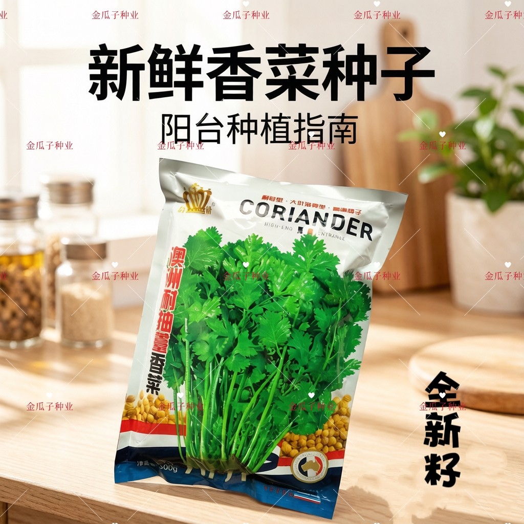 澳洲耐抽薹香菜种子叶片大油绿耐热耐寒香菜种子芫荽籽春夏秋适种