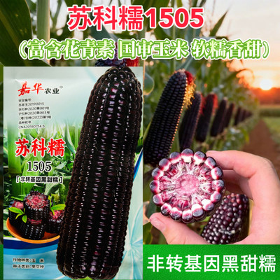 苏科糯1505玉米种子黑糯香甜玉米种籽南北方农家大田专用玉米种籽