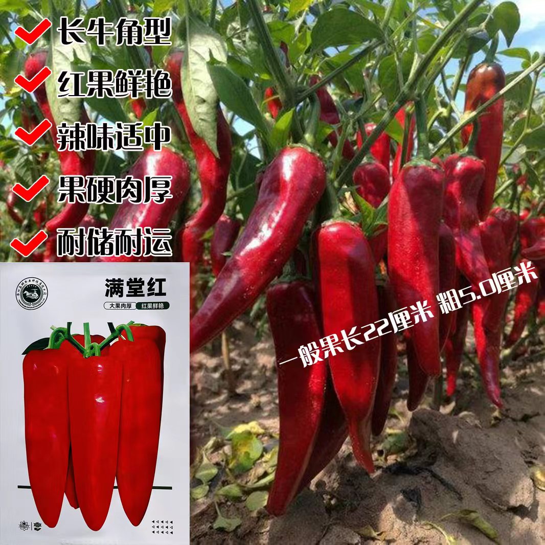 满堂红辣椒种子早熟粗长牛角型辣椒籽果硬肉厚微辣抗病高产耐贮运