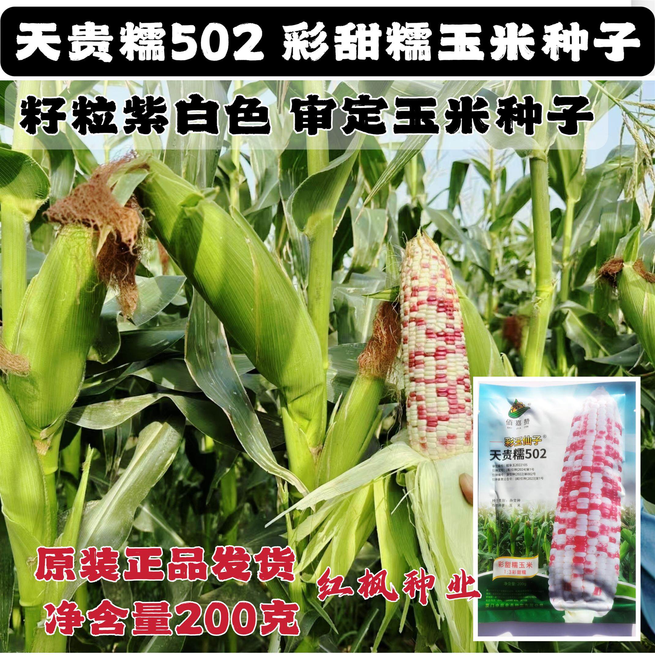 天贵糯502彩玉仙子甜糯玉米种子鲜食玉米种籽抗病彩色糯玉米种籽