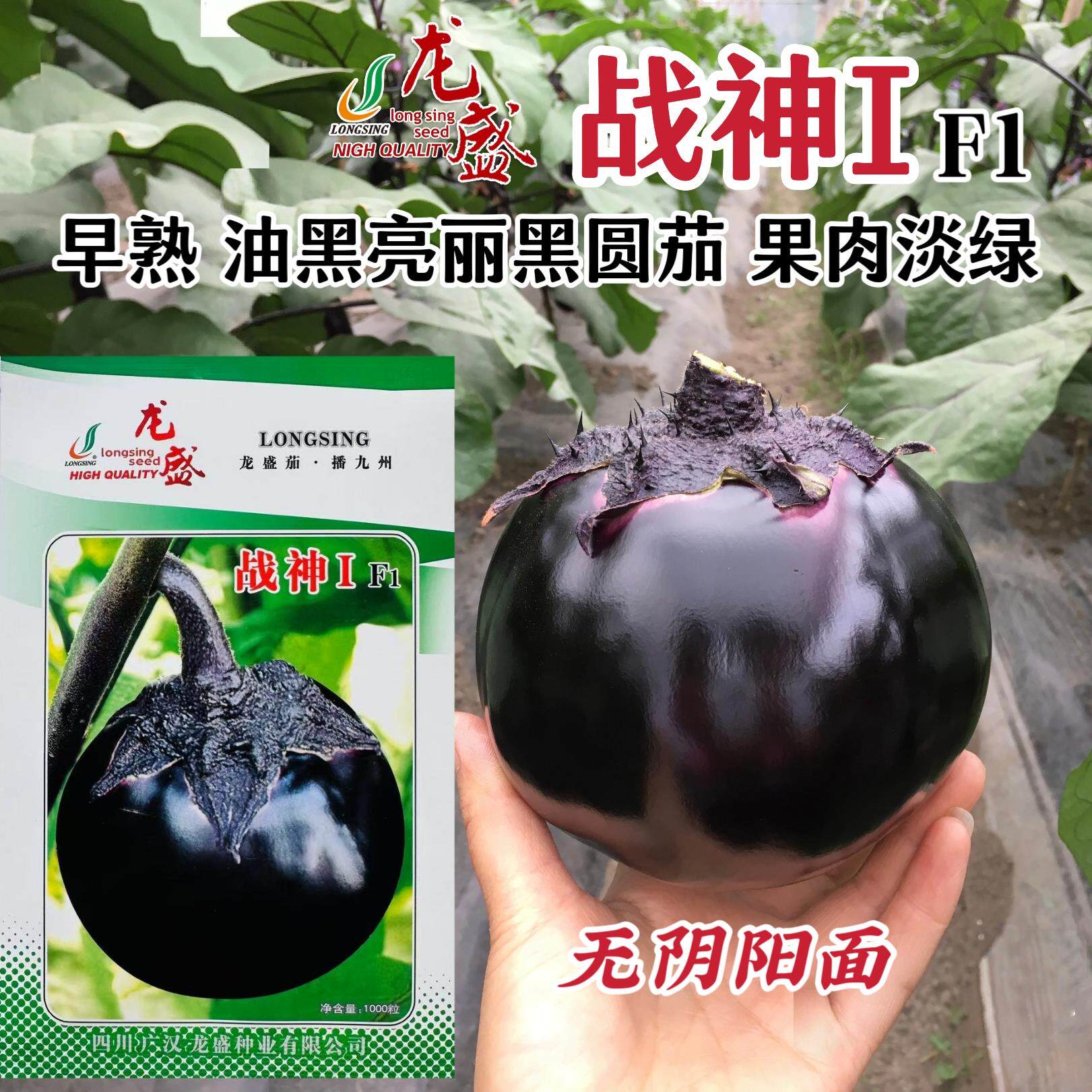 战神1号特大黑圆茄茄子种子绿肉油黑黑亮圆茄种籽春秋杂交高产茄