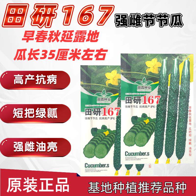 田研167强雌节节瓜种子高产抗病耐热耐寒春秋播农家菜园基地种植