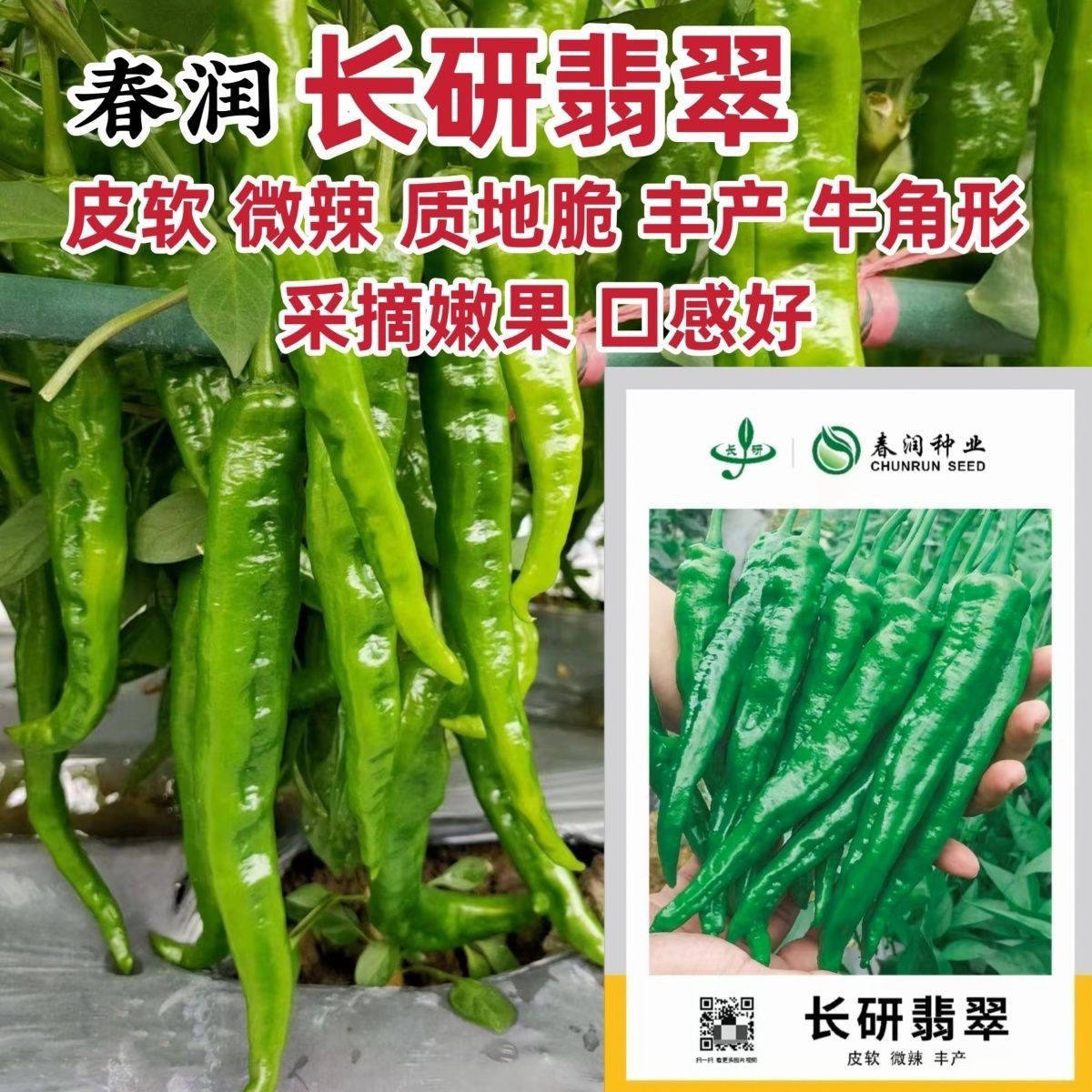春润长研翡翠辣椒种子软皮辣椒种籽牛角形微辣正宗软皮椒种孑春秋
