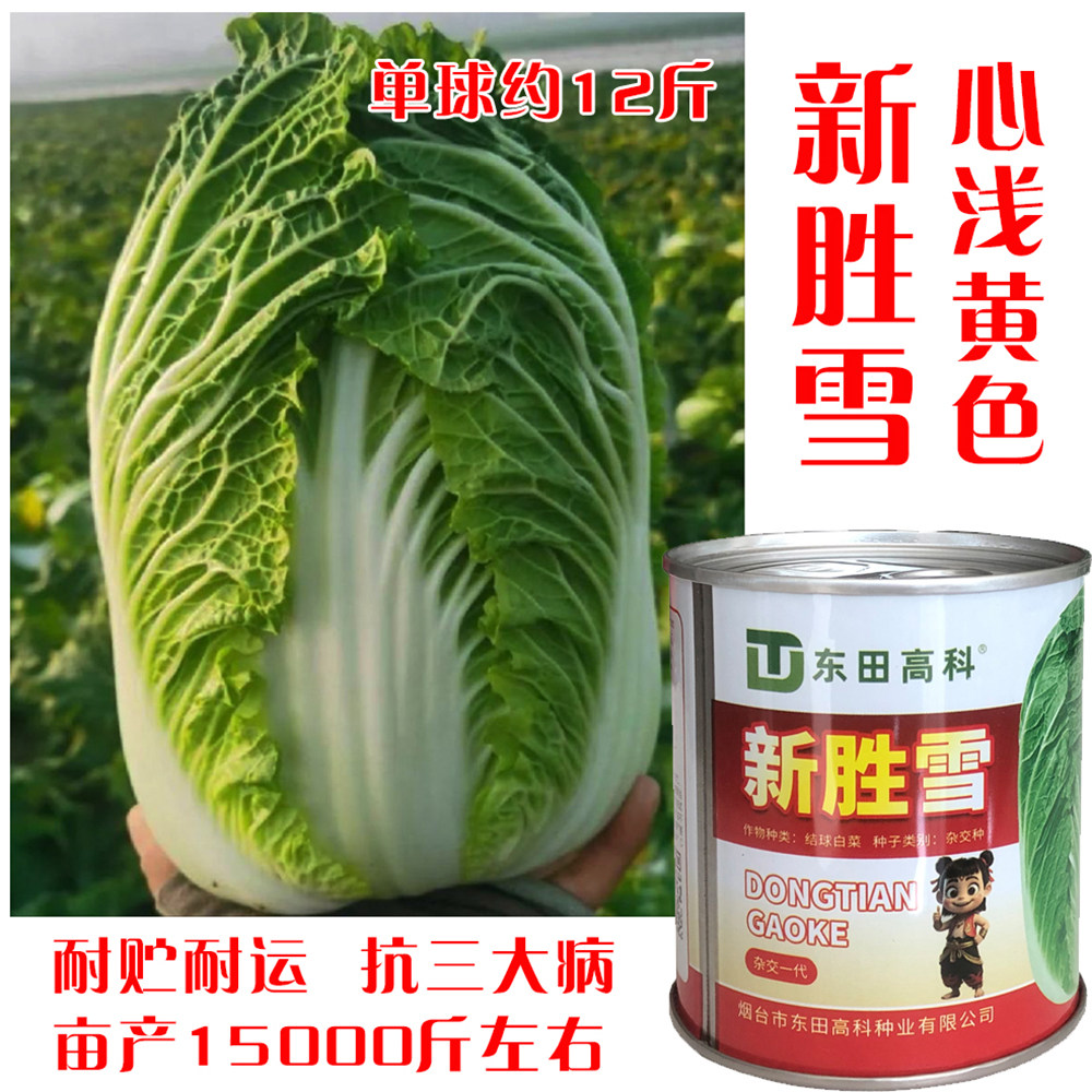 新胜雪大白菜种子高产抗病耐寒农家菜园家庭种植蔬菜白菜种子新种