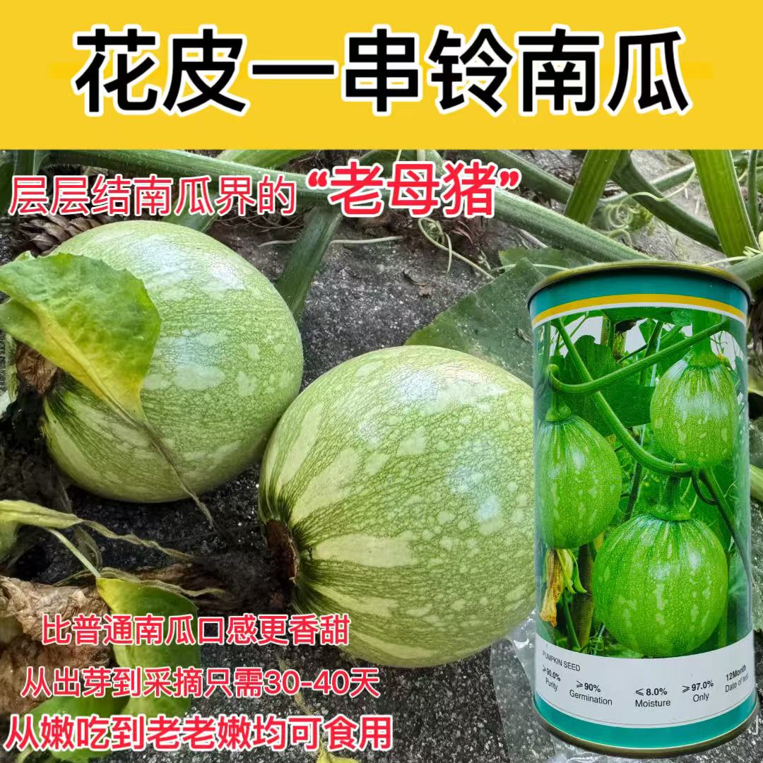 一串铃南瓜种子早秀嫩南瓜种籽一串玲南瓜早熟白绿色带花斑瓜脆嫩