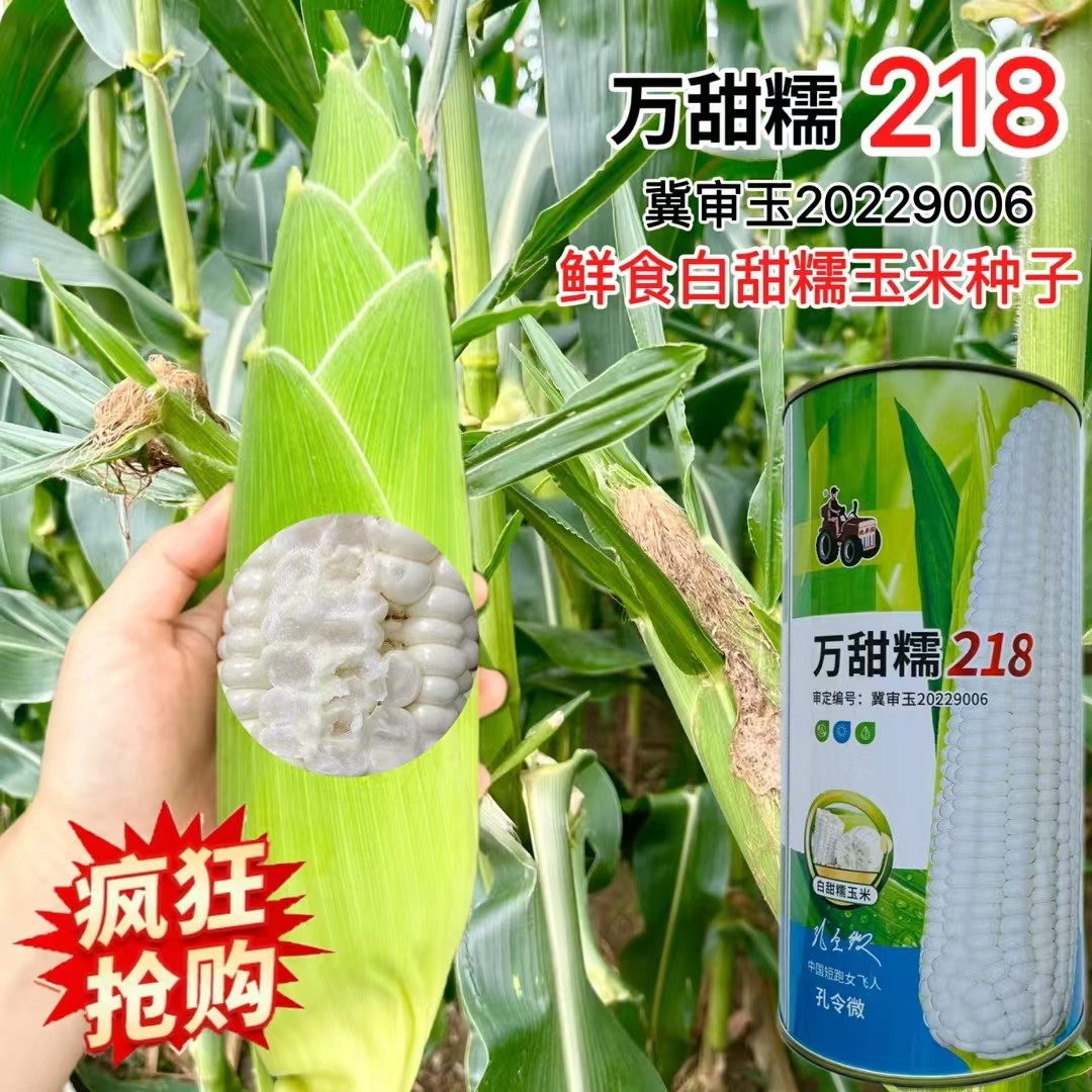 万甜糯218玉米种子审定大棒玉米种籽早熟矮杆甜糯白粘糯软甜春季
