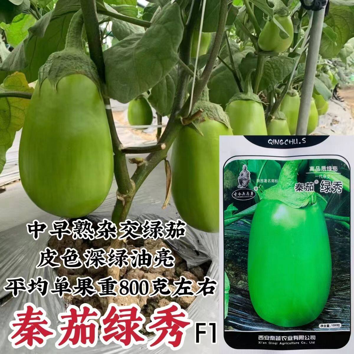 秦茄绿秀茄子种子杂交绿茄种子新品种长卵圆形绿色茄子灯泡茄种籽