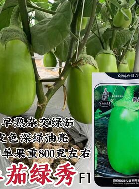 秦茄绿秀茄子种子杂交绿茄种子新品种长卵圆形绿色茄子灯泡茄种籽