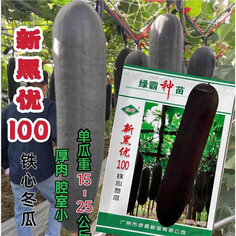 新黑优100黑皮铁心冬瓜种子肉厚心室小肉质甜杂交冬瓜种籽
