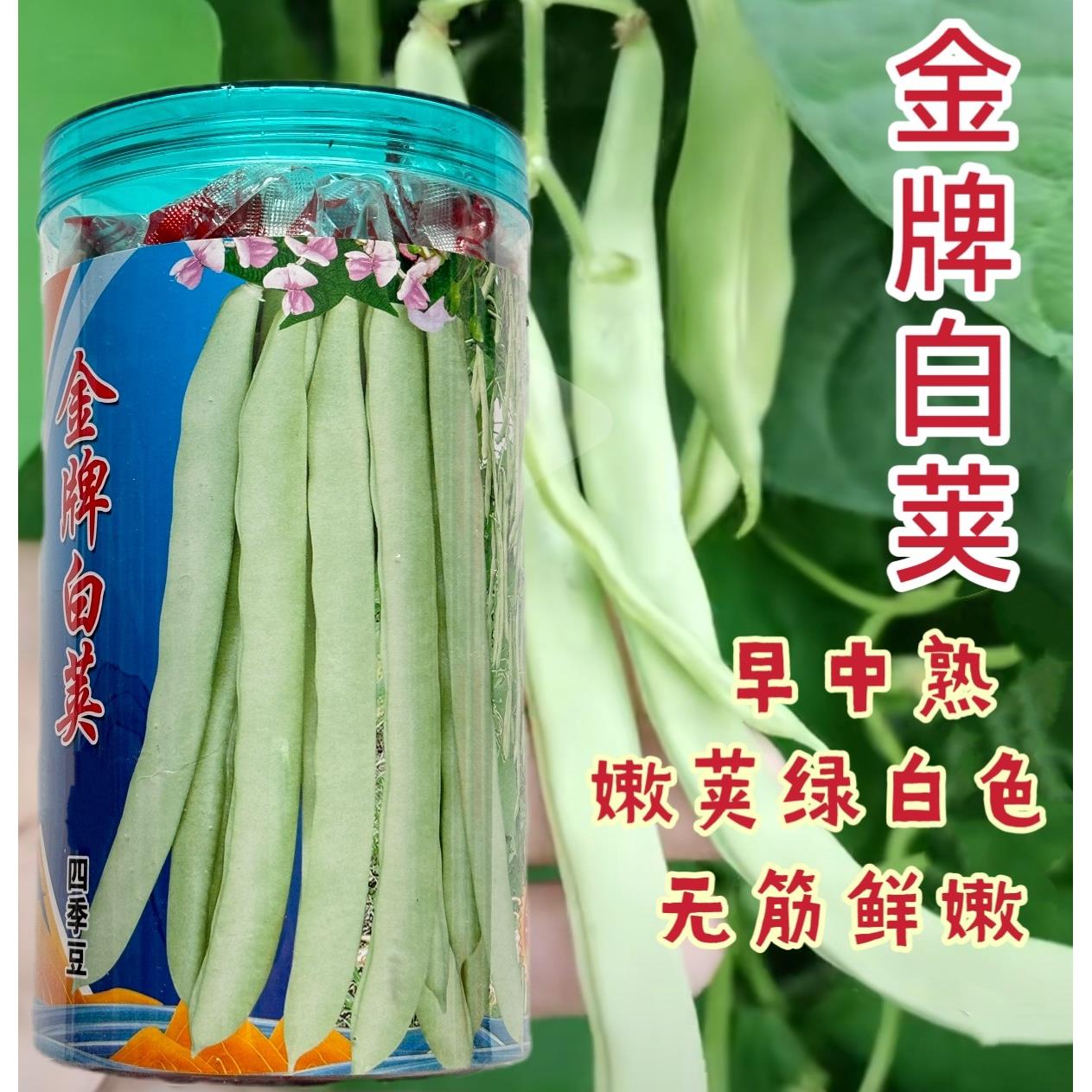 金牌白荚四季豆架豆种子中早熟白绿种籽芸豆四季豆搭架豆角种高产