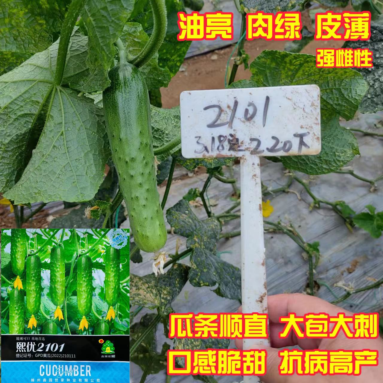 熙优2101黄瓜种子抗病高产强雌大苞大刺黄瓜种籽早春越冬基地大田