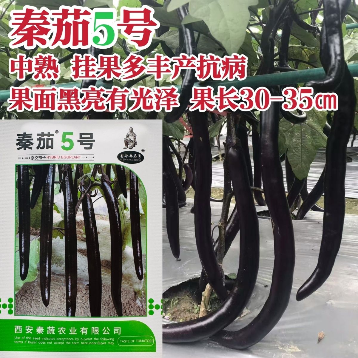 秦蔬长线茄种子秦蔬5号茄子种子油黑亮丽长条形茄子种籽果肉白色