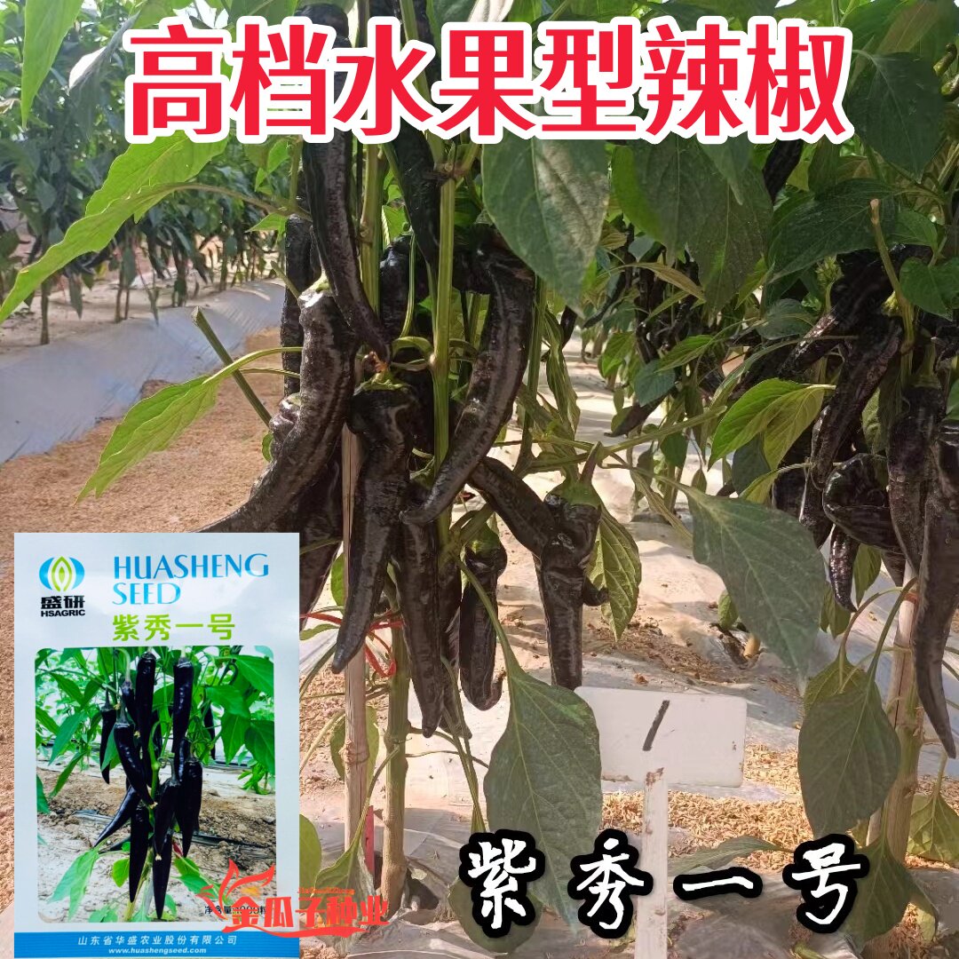 紫秀一号辣椒水果型不辣早熟抗病