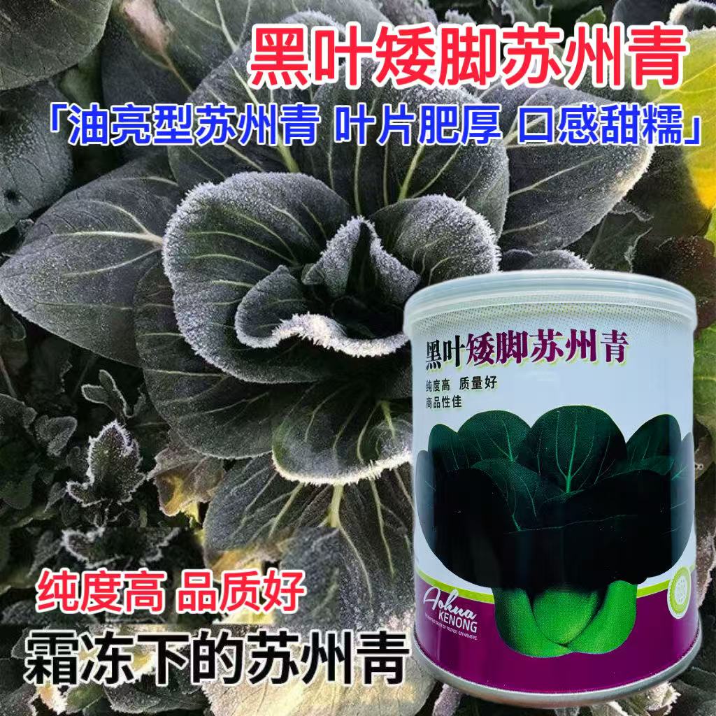 黑叶矮脚苏州青青菜种子早熟高产耐热耐寒叶黑束腰直立青梗菜种子