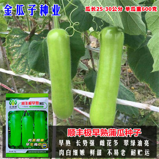 顺丰极早熟蒲瓜种籽瓠瓜种子瓠子短蒲蔬菜种早熟高产葫芦春秋四季