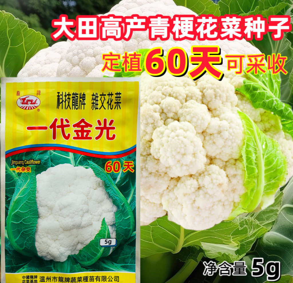 龙牌一代金光60天70天80花菜花椰菜种子紧实型花菜抗热耐热菜花种