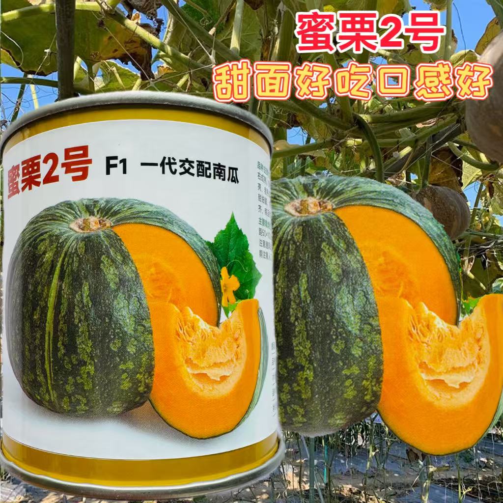 蜜栗2号南瓜种子籽香甜面软糯早熟高产四季大绿甘栗贝贝南瓜种孑