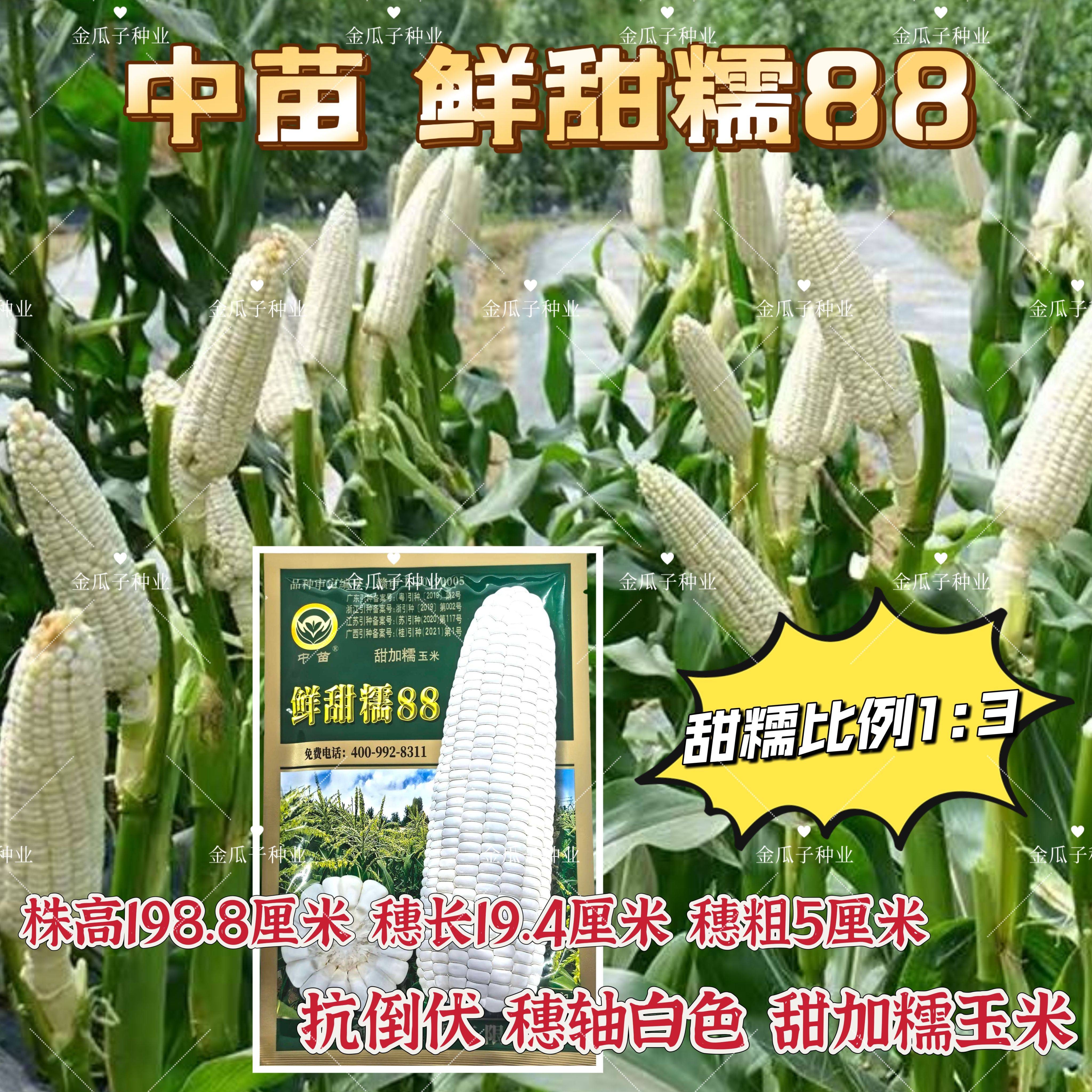 中苗鲜甜糯88甜糯玉米种子早熟鲜食玉米抗病强大田春秋用玉米种孑