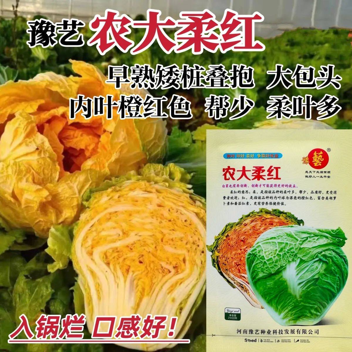 豫艺大白菜种子农大柔红大白菜种子橘红心结球白菜种籽大包头白菜