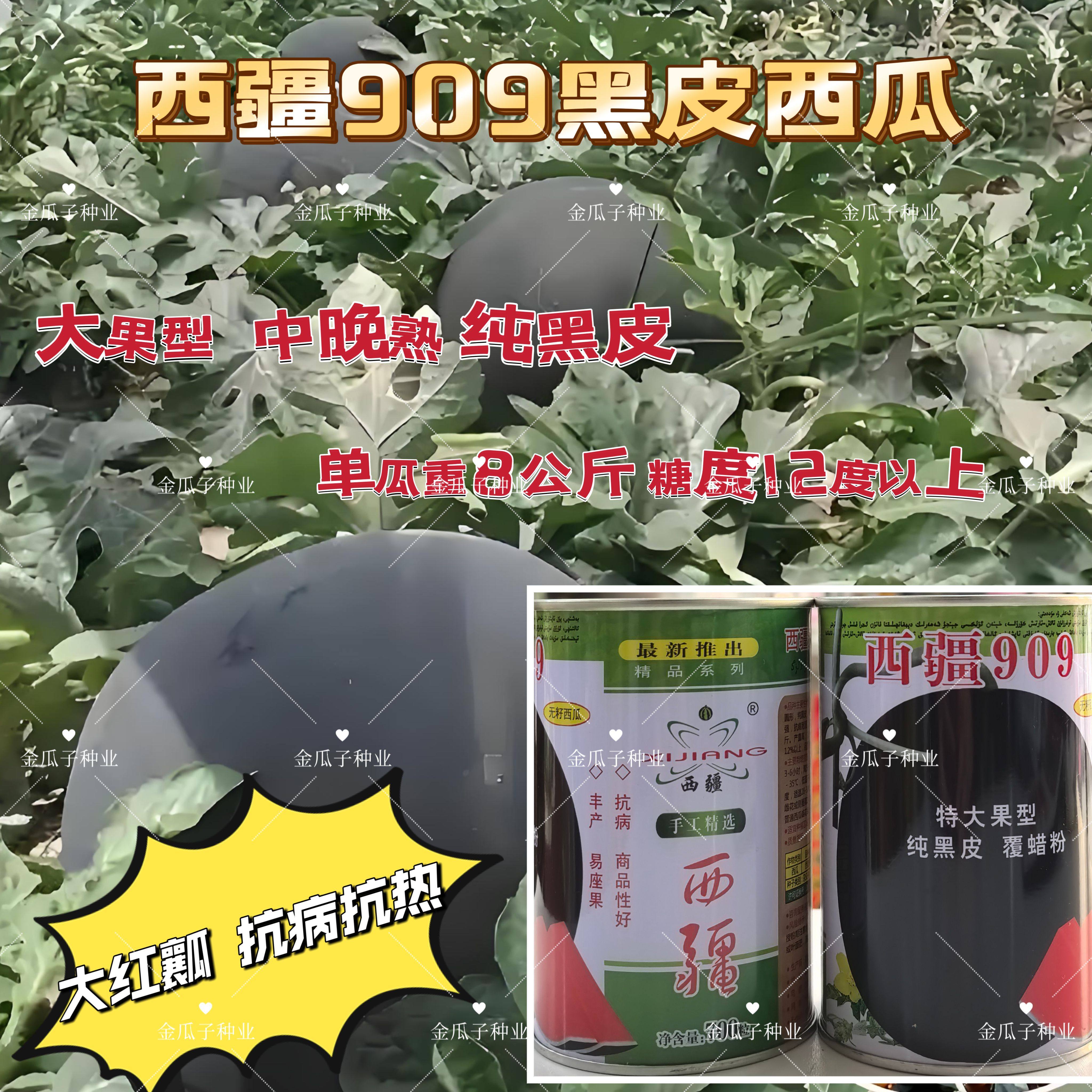 西疆909特大黑皮红瓤无籽西瓜种子中晚熟耐病耐湿抗逆强黑皮无籽