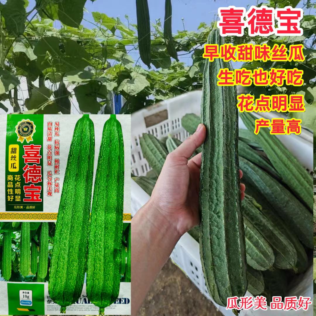 喜德宝大花点丝瓜种子棱角丝瓜种籽农家易种大肉八角丝瓜孑蔬菜种