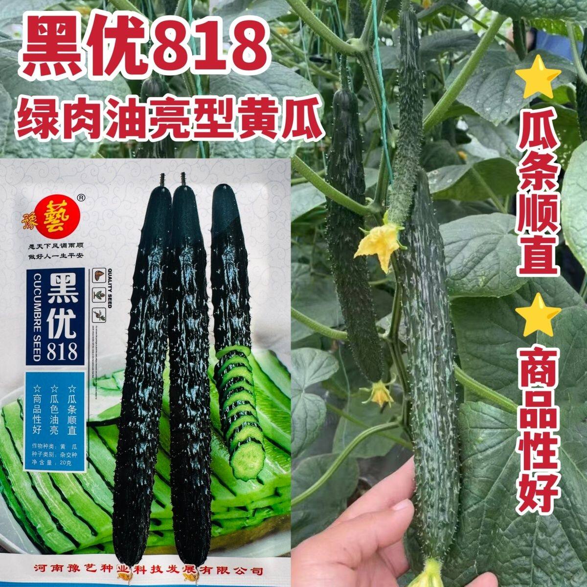 豫艺黑优818黄瓜种子密刺油亮黄瓜种子绿心绿肉青瓜种籽蔬菜种子
