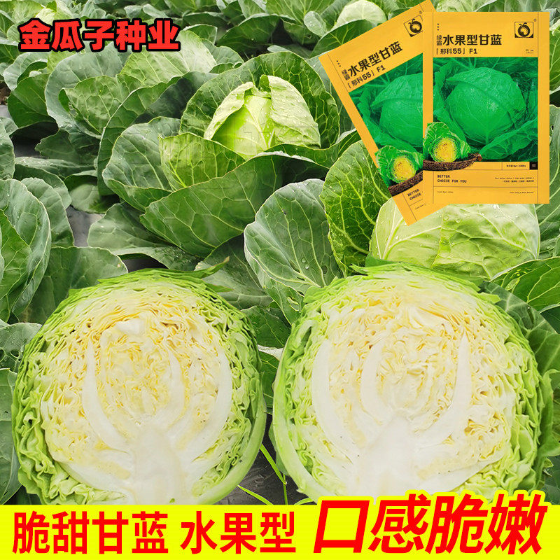 绿霸水果甘蓝种子包菜种籽秋播南方蔬菜青菜种籽孑大头菜生吃甜脆