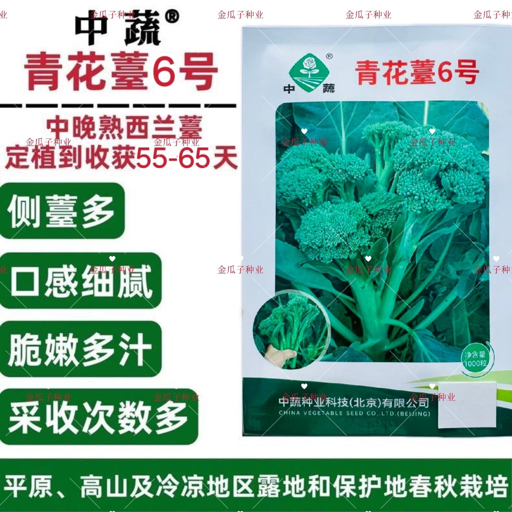 青花薹6号西兰苔种子春秋西兰薹种子西洋芥兰种子花椰菜口感细腻