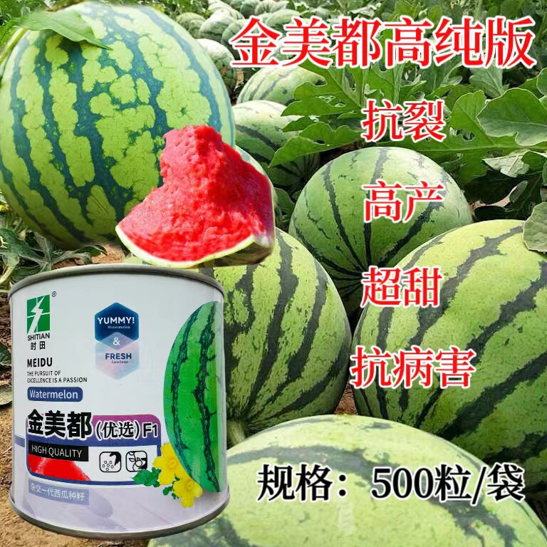 时田金美都西瓜种子早熟果实圆形果肉艳红色高产抗病西瓜种籽大田