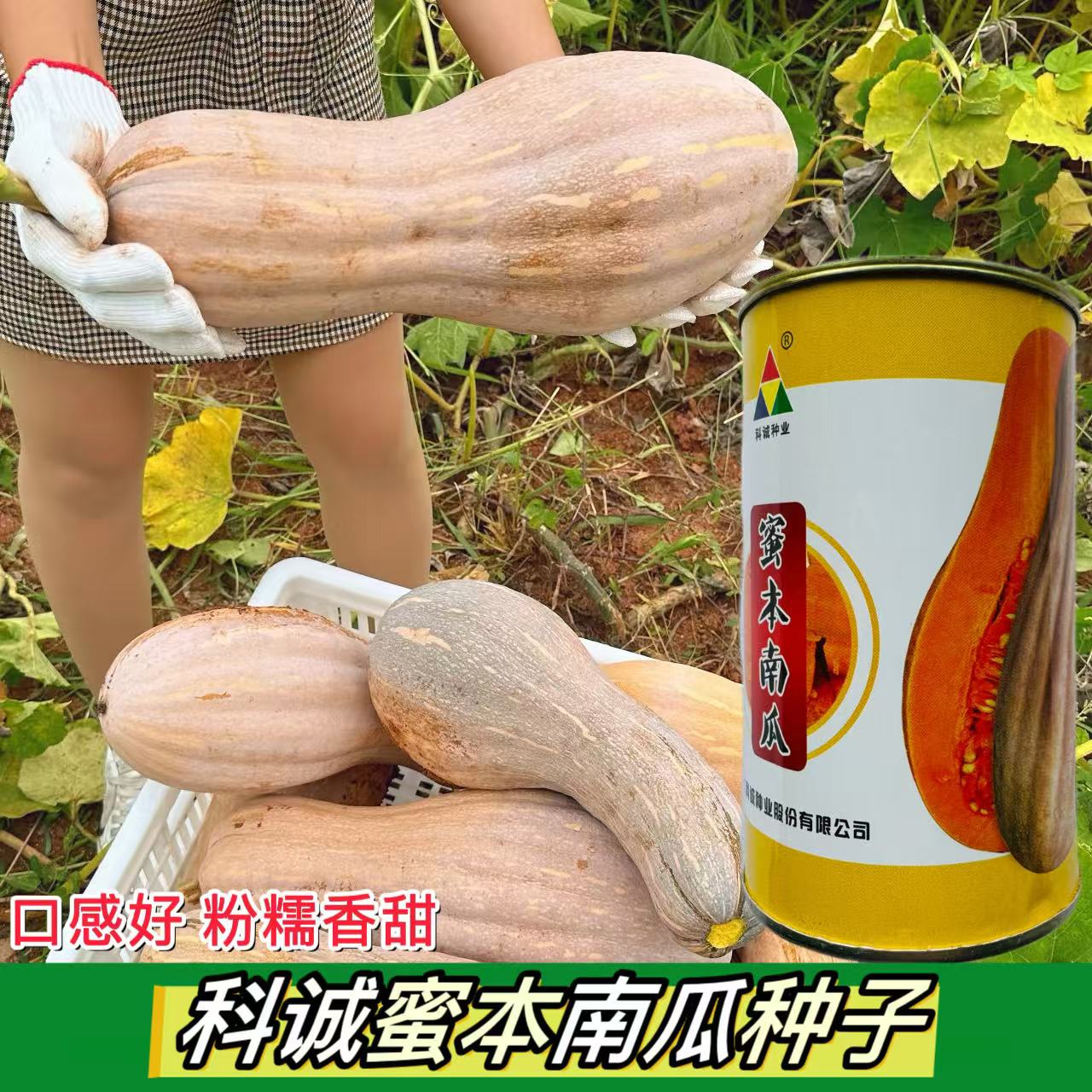 科诚蜜本南瓜种子超甜超粉面蜜早南瓜籽早熟高产香糯四季蔬菜种子