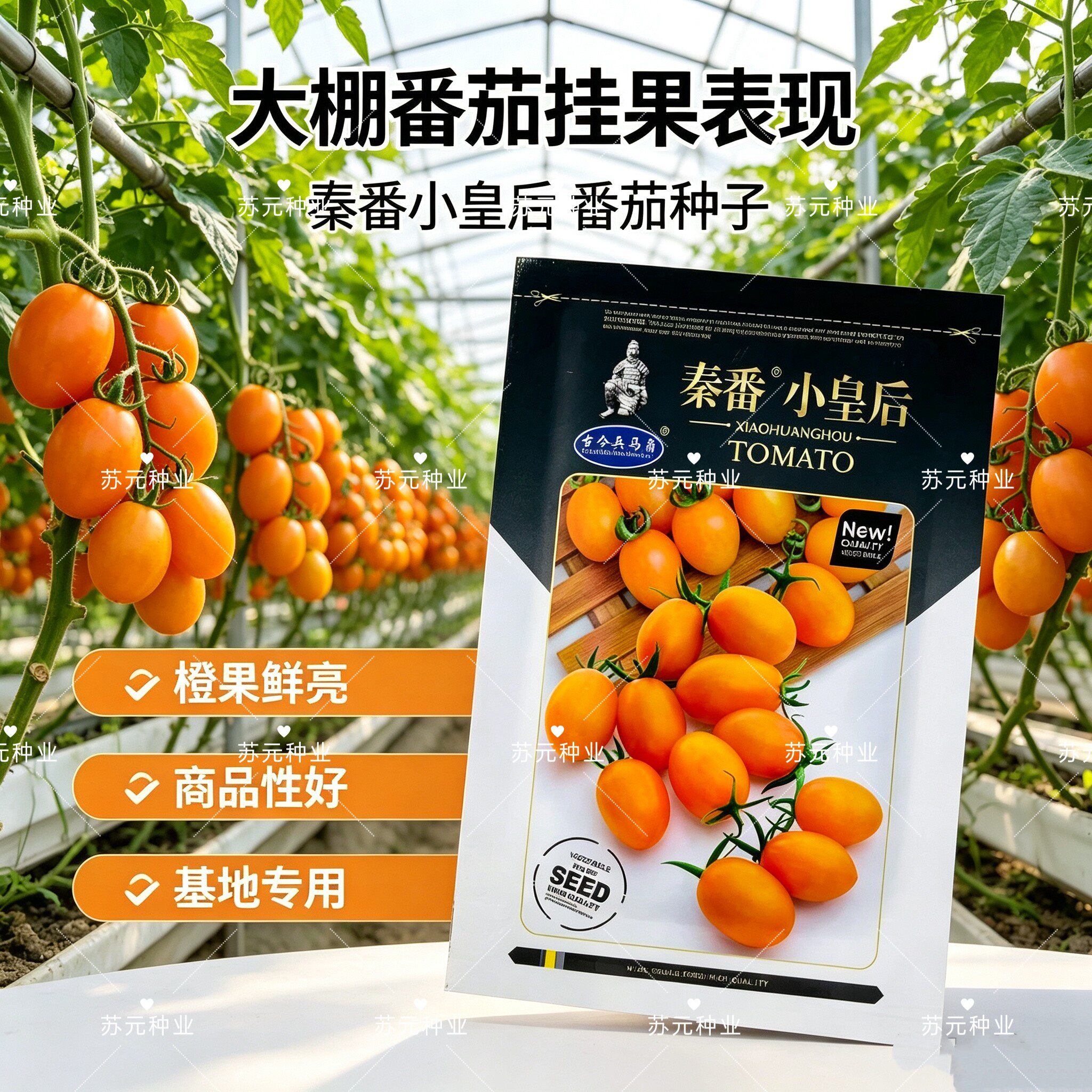 秦番小皇后番茄种子水果番茄种籽无限生长水果番茄种子圣女果种子