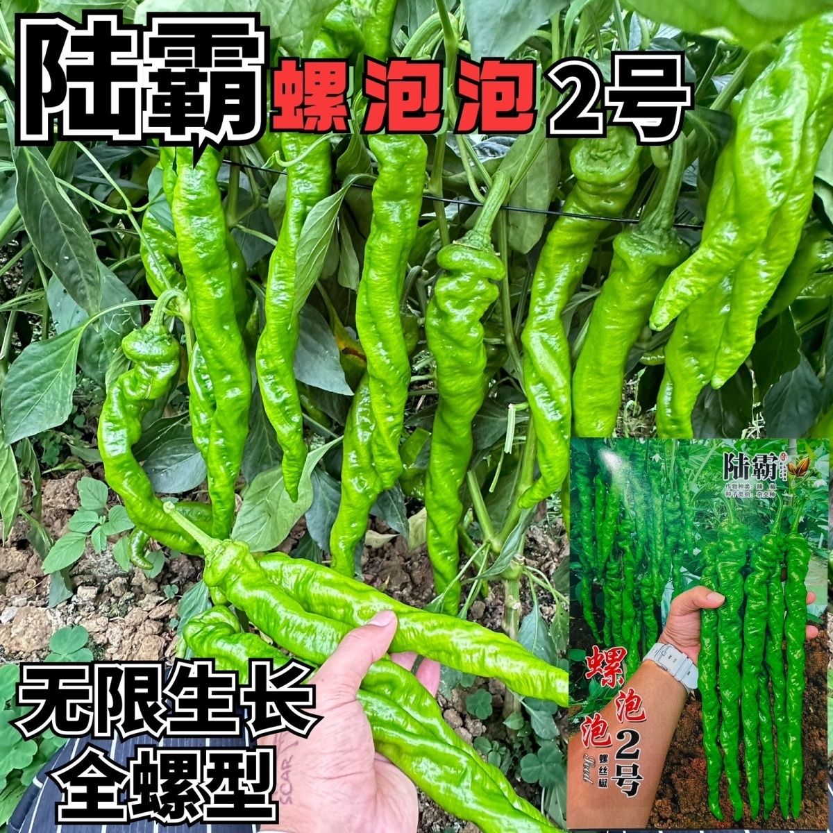 陆霸螺泡泡2号螺丝椒种子无限生长中熟全螺顺直采收期长辣椒种籽