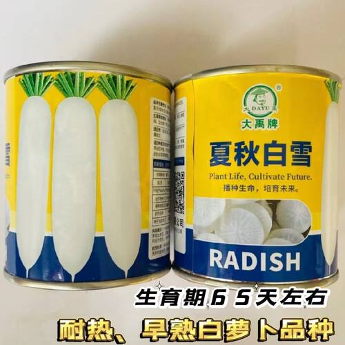 大禹夏秋白雪耐热早熟白萝卜种籽高产白丽春长圆柱形脆嫩白萝卜籽