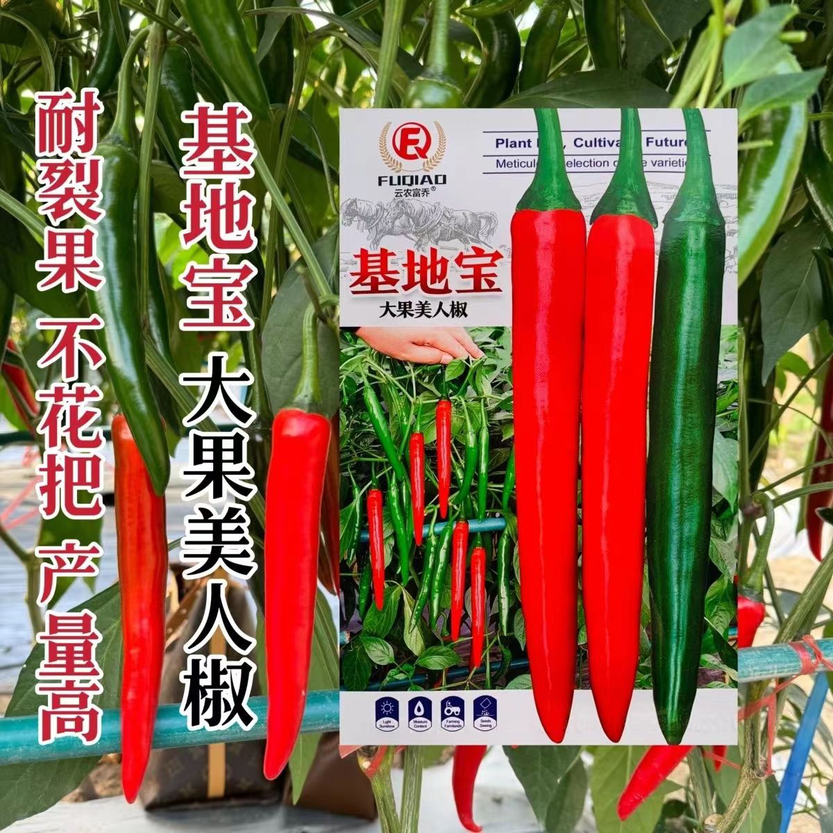 基地宝大果美人椒种子正宗红辣椒种子抗病果大产量高耐裂果不花把