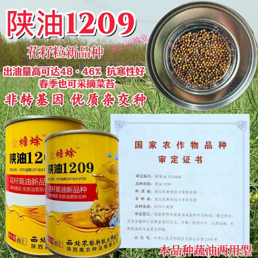 金蟾蜍1209千亩陕油高出油旱地专用油蔬菜两用非转基因油菜种子