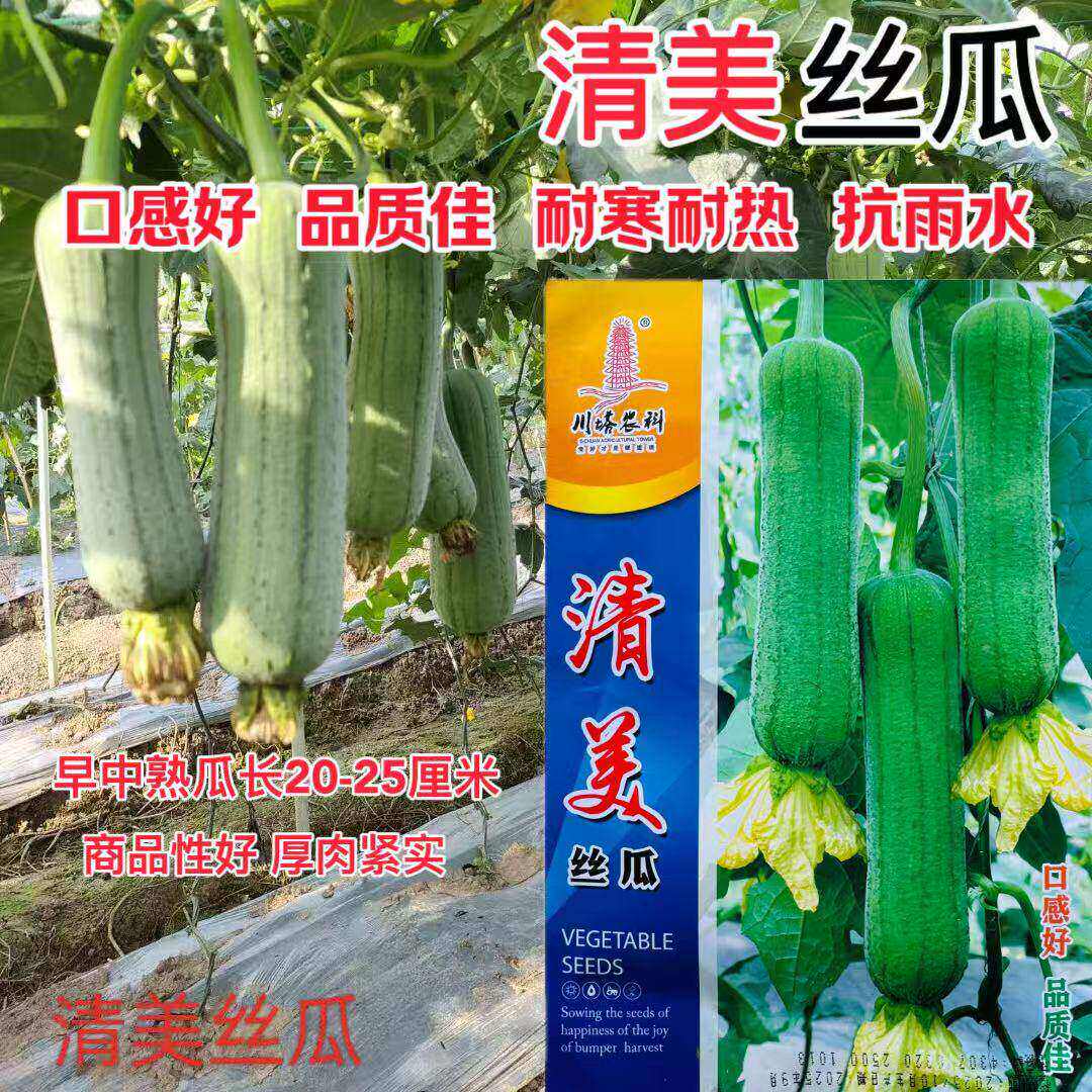 清美丝瓜种子中早熟厚肉丝瓜种籽高产抗病连续坐果力强春秋丝瓜种