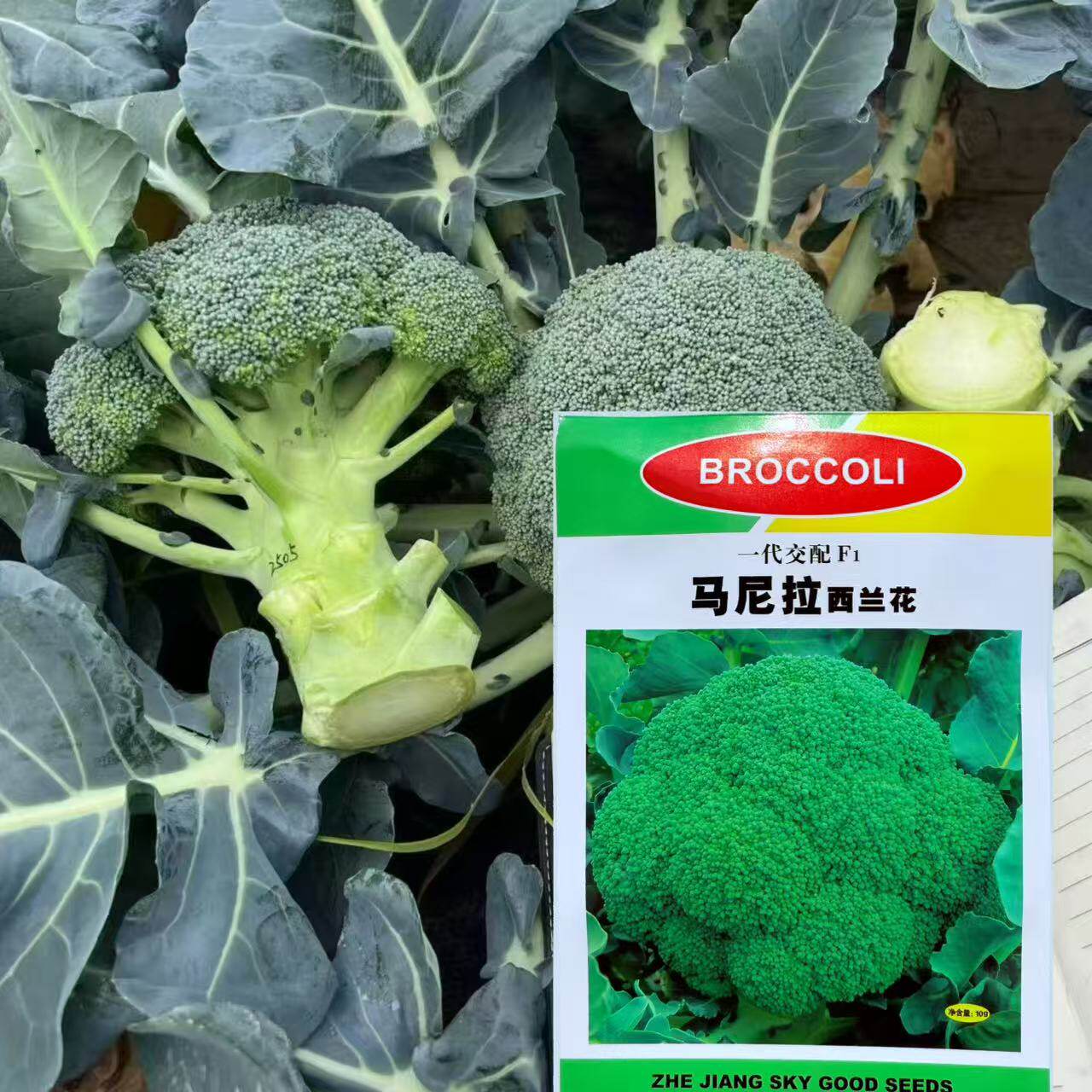 马尼拉西兰花种子青花菜种籽绿花菜西蓝花籽阳台盆栽四季播蔬菜种
