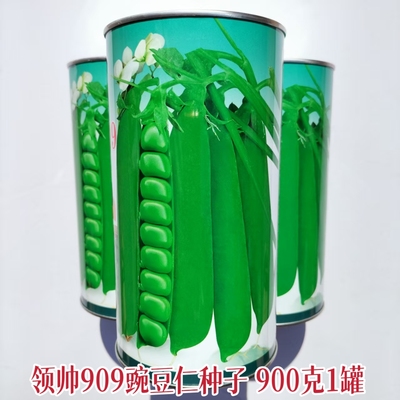 豌豆种子领帅豌豆仁种籽农家春秋播种大粒皮荚略厚基地豌豆蔬菜籽