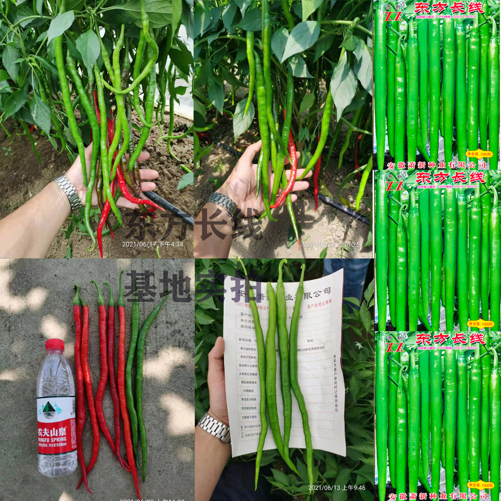 萧新东方长线辣椒种子长线椒种籽顺直春秋大田高产抗病辣味香浓