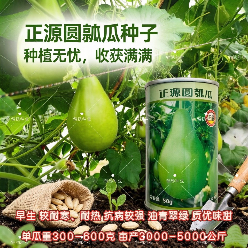 正源圆瓠瓜种子一代杂交早熟耐热甜蒲瓜菜葫芦小瓠子短棒瓠瓜种籽