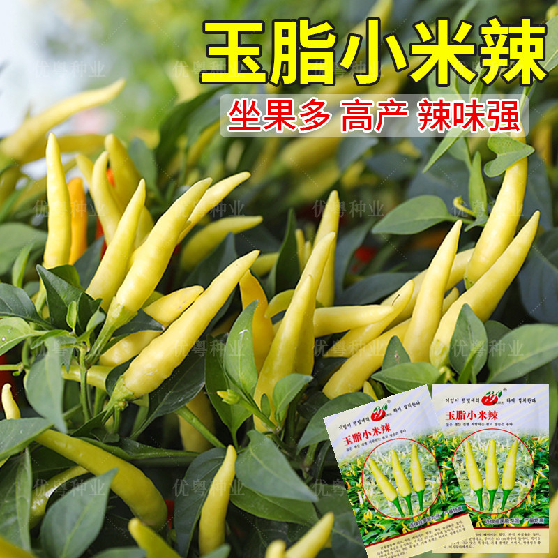玉脂泡椒小米辣椒种子超辣朝天椒种籽指天椒小米椒四季播蔬菜种孑