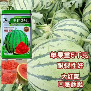 美佳2号西瓜种子早熟耐重茬籽少皮薄易坐果春秋两季播美都西瓜籽