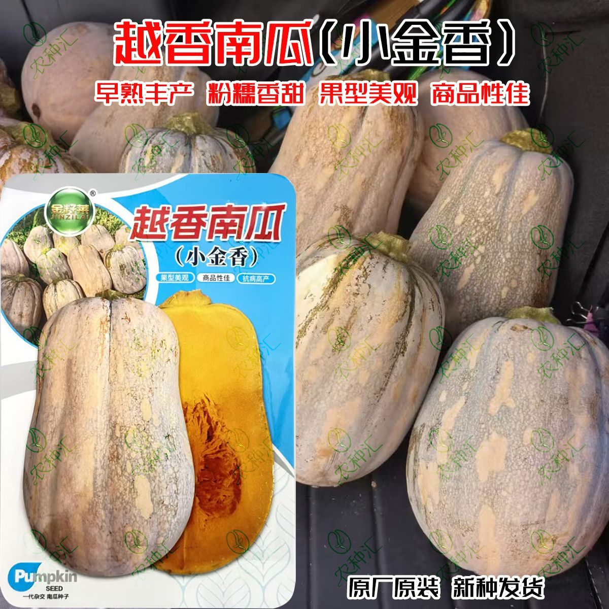 正宗越香南瓜种子早熟丰产杂交迷你南瓜种子粉糯香甜小金香南瓜籽