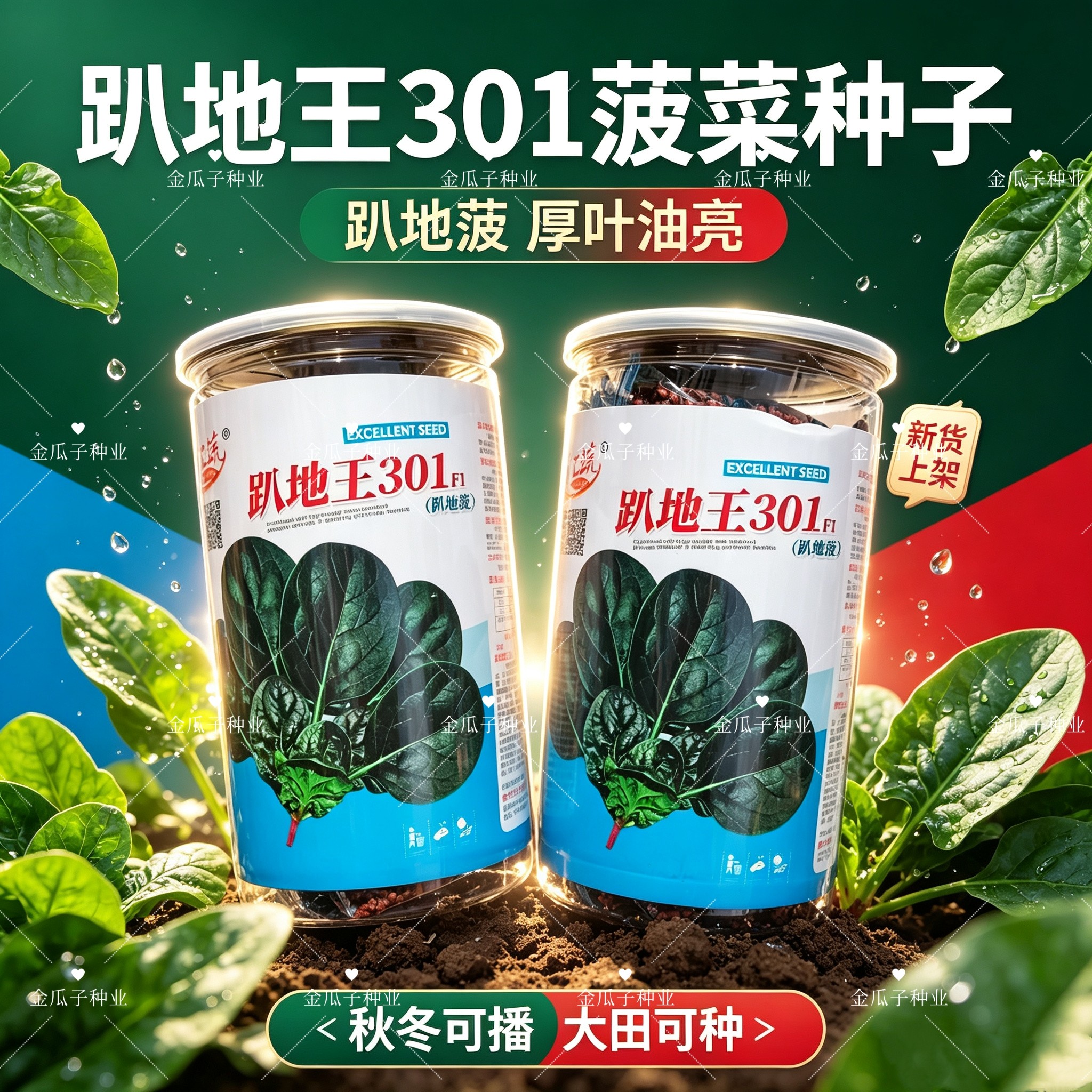 趴地王301 杂交一代菠菜种子黑圆厚叶趴地菠菜种籽抗病高产大田孑