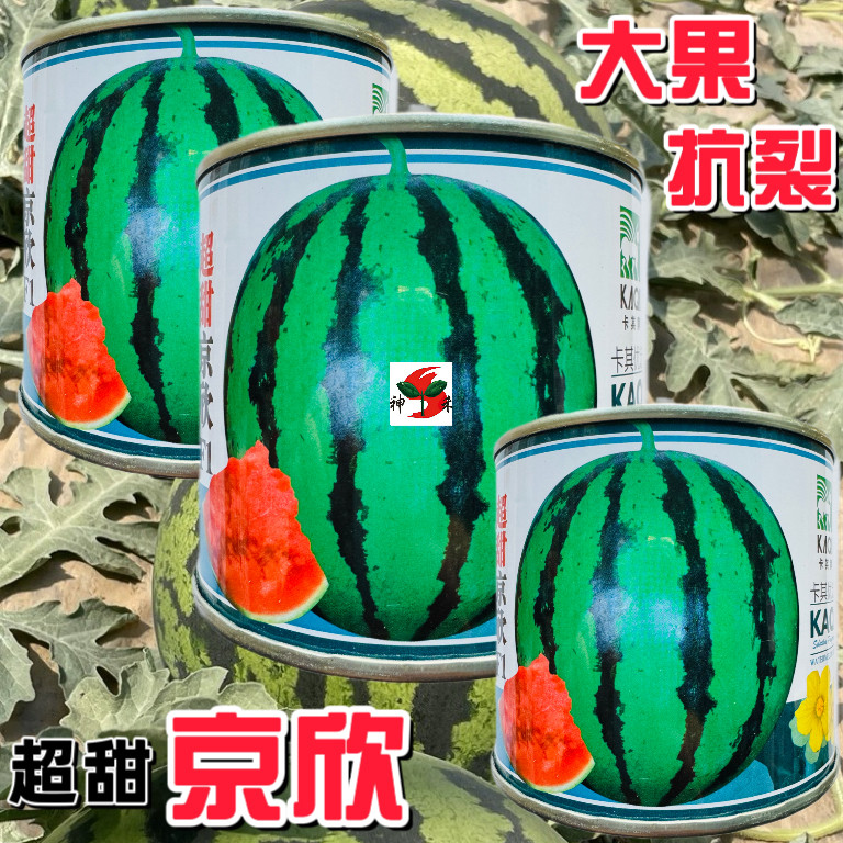超甜京欣西瓜种子早熟耐低温京欣一号西瓜种籽皮薄籽少耐裂不倒瓤