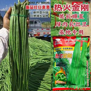 晓富热火金刚豆角种子厚肉长豇豆种子基地专用春夏秋兼用荚长顺直